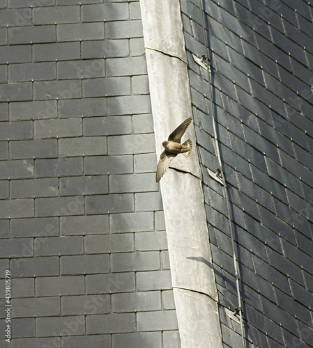 Eurasian Crag Martin, Rotszwaluw, Ptyonoprogne rupestris photo