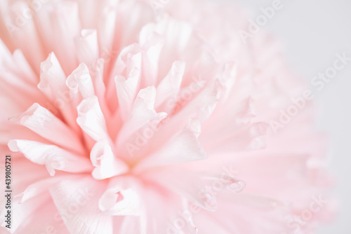 Floral background in pastel colors. A delicate pink flower in soft focus.