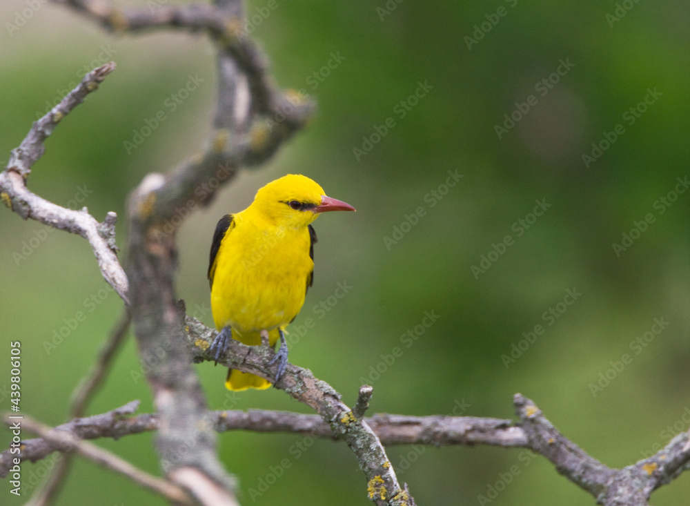 Wielewaal, Golden Oriole, Oriolus oriolus