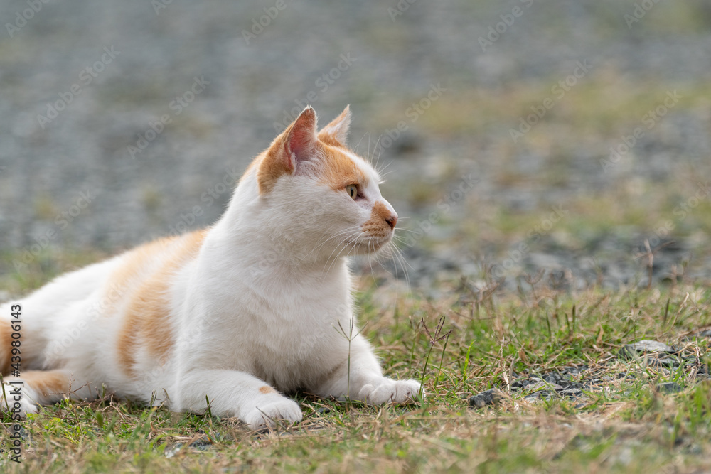 のんびり過ごす猫 茶白猫 のんびり過ごす猫 茶白猫