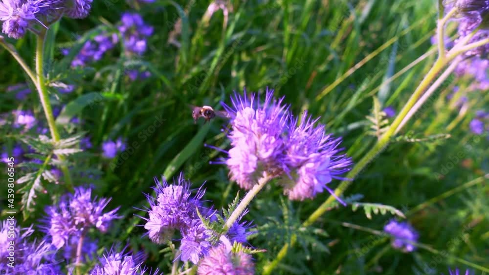 Bee pollinates flowers slow motion Bee pollinates flowers slow motion
