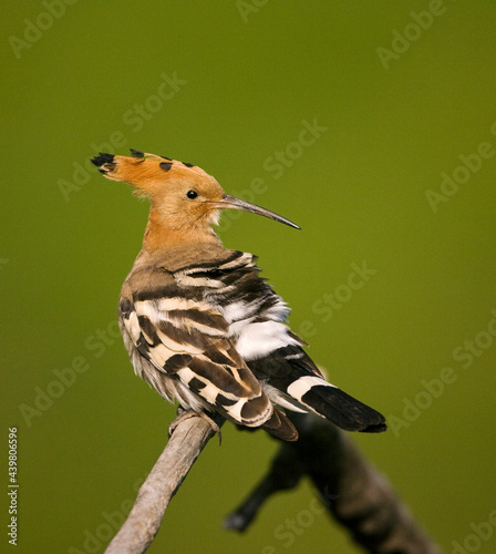 Hop, Eurasian Hoopoe, Upupa epops photo