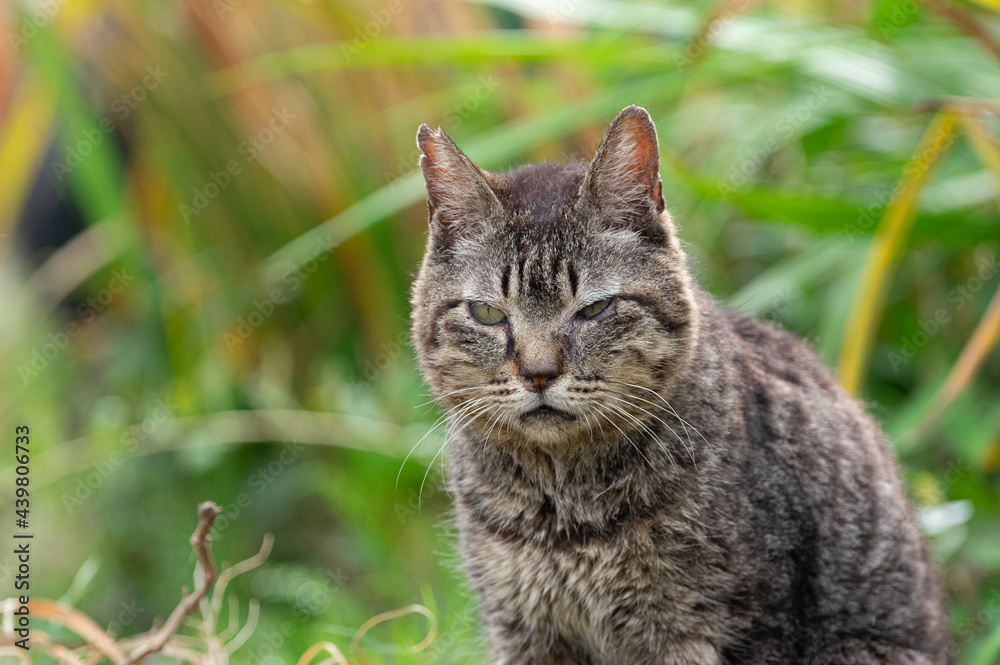 見つめる猫