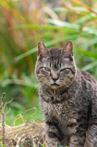 Wallpaper Mural 見つめる猫 Torontodigital.ca