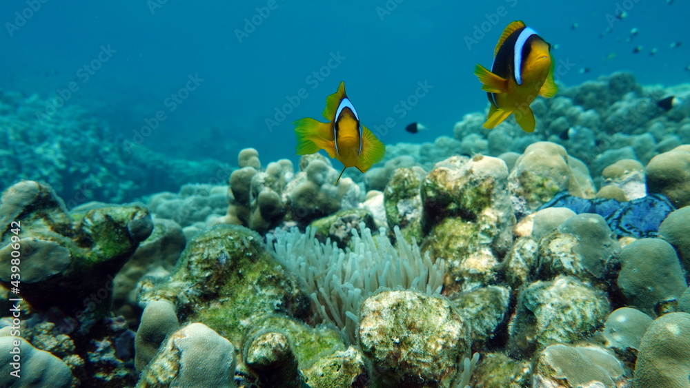 Clown fish amphiprion (Amphiprioninae). Red sea clown fish. Clown fish amphiprion (Amphiprioninae). Red sea clown fish.