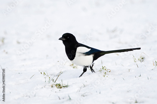 Ekster, Eurasian Magpie, Pica pica photo