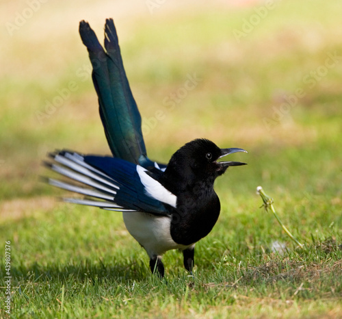 Ekster, Eurasian Magpie, Pica pica photo