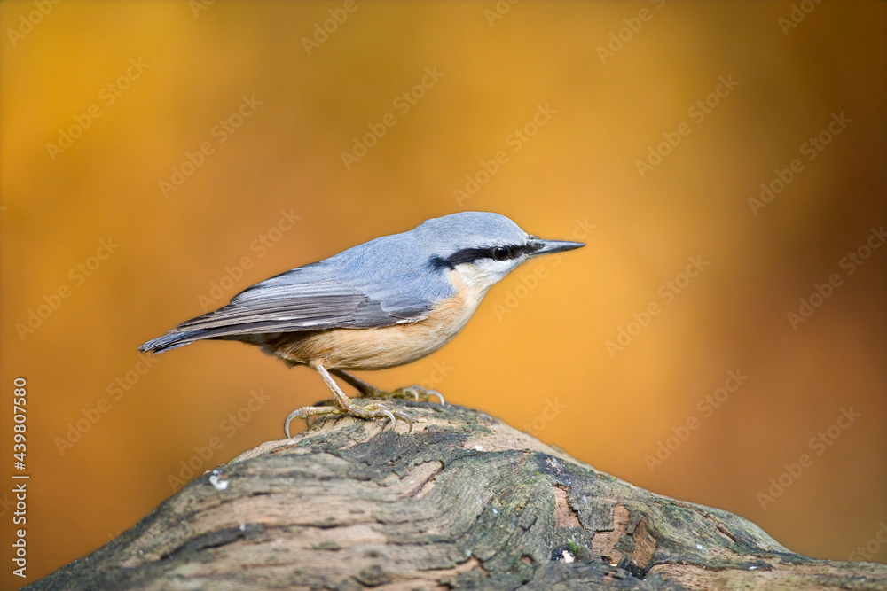 Boomklever, Eurasian Nuthatch, Sitta europaea Boomklever, Eurasian Nuthatch, Sitta europaea