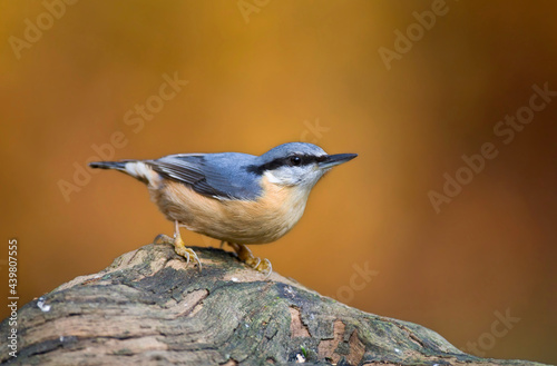 Boomklever; Eurasian Nuthatch; Sitta europaea