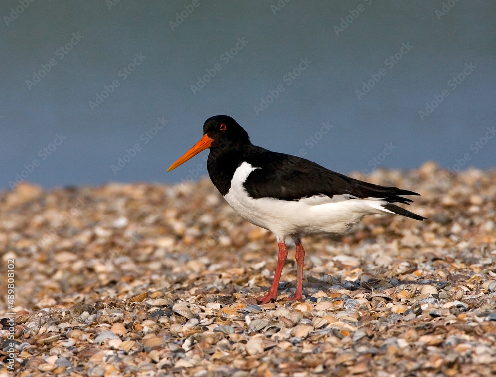 Eurasian Oystercatcher, Scholekster, Haematopus ostralegus Eurasian Oystercatcher, Scholekster, Haematopus ostralegus
