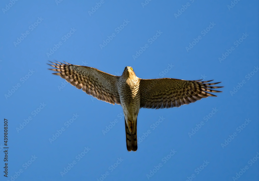 Fototapeta premium Sperwer, Eurasian Sparrowhawk, Accipiter nisus