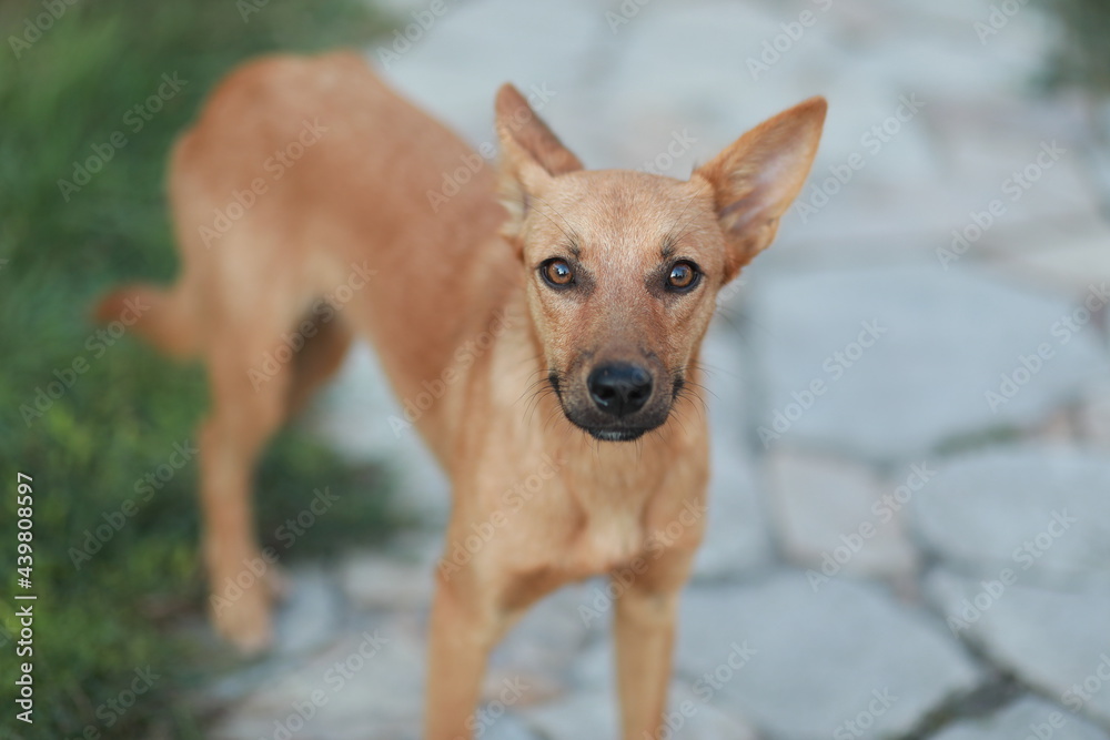 A dog with a frisbee in its mouth