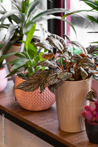 Photography Close-up of flowershop display with begonia and cactus  plants in flower pots