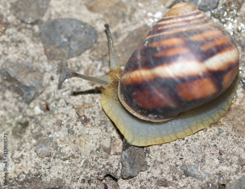 crawling snail close-up stuck to concrete