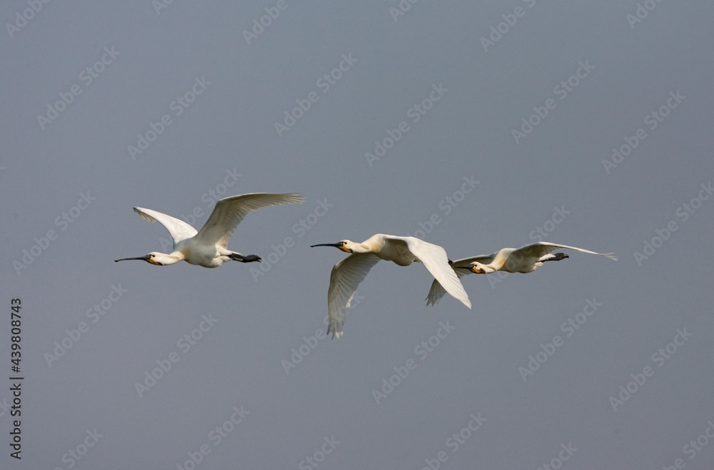 Obraz premium Eurasian Spoonbill, Lepelaar, Platalea leucorodia