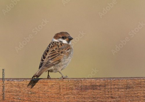 Ringmus, Eurasian Tree Sparrow, Passer montanus photo