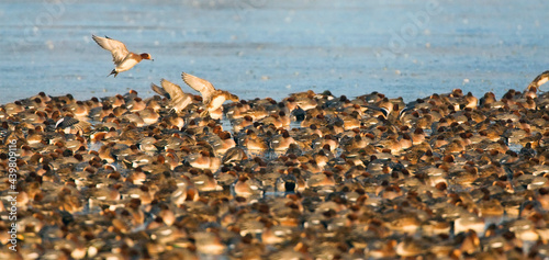 Smient, Eurasian Wigeon, Anas penelope photo