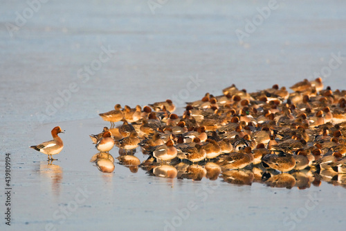 Smient, Eurasian Wigeon, Anas penelope photo