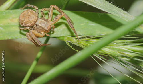 small brown spider on a blade of grass close-up in the grass
