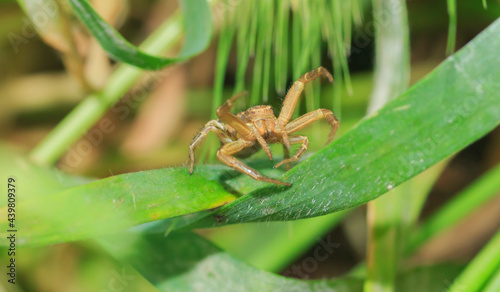 small brown spider on a blade of grass in a fighting pose close-up