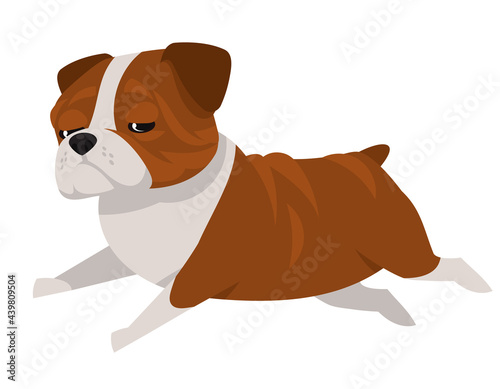 Running English bulldog. Beautiful pet in cartoon style.