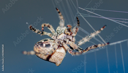 spider climbing the web close-up on a blue background
