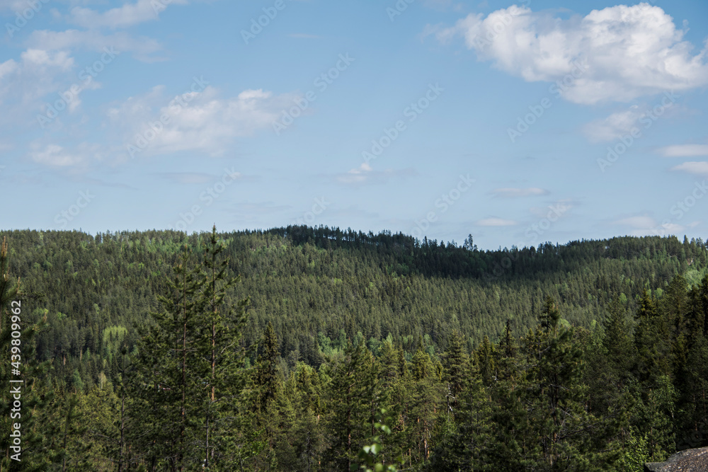 Forest landscape during summer and clear sky.