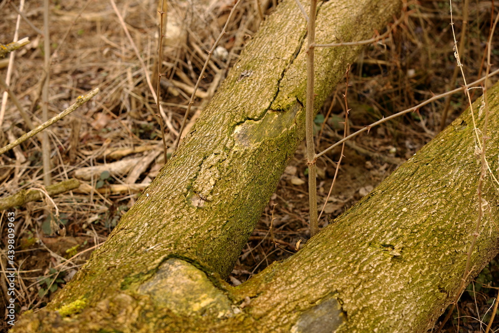 Obraz premium Old fallen trees in a suburban forest