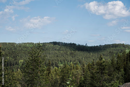 Forest landscape during summer and clear sky.