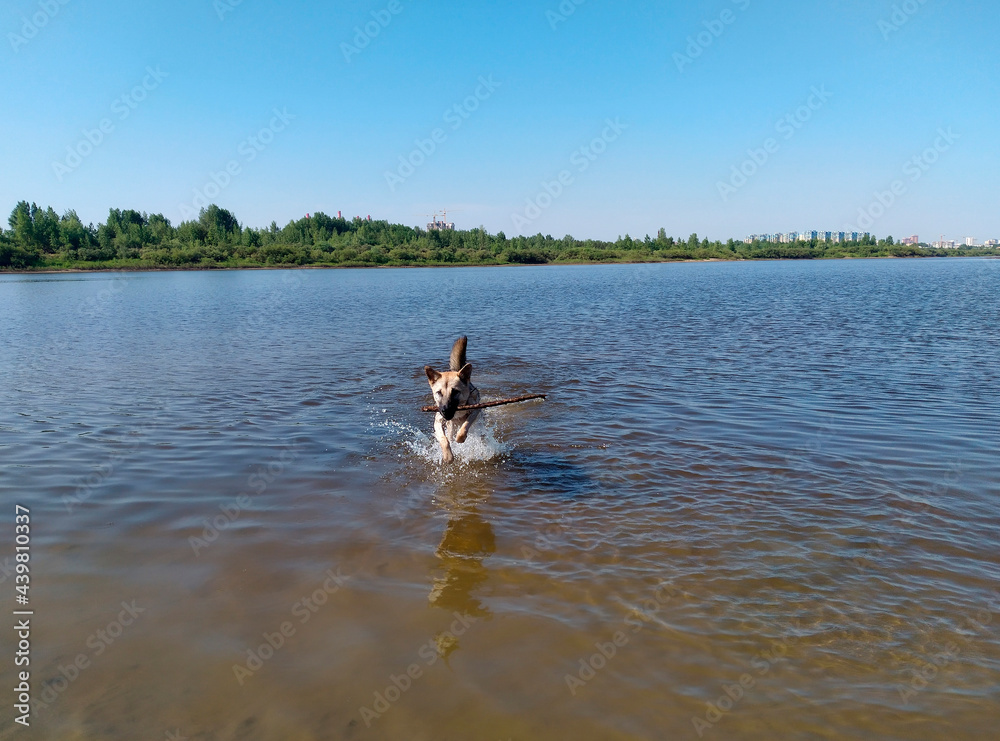 A dog with a stick in its teeth runs through the water. A dog with a stick in its teeth runs through the water.
