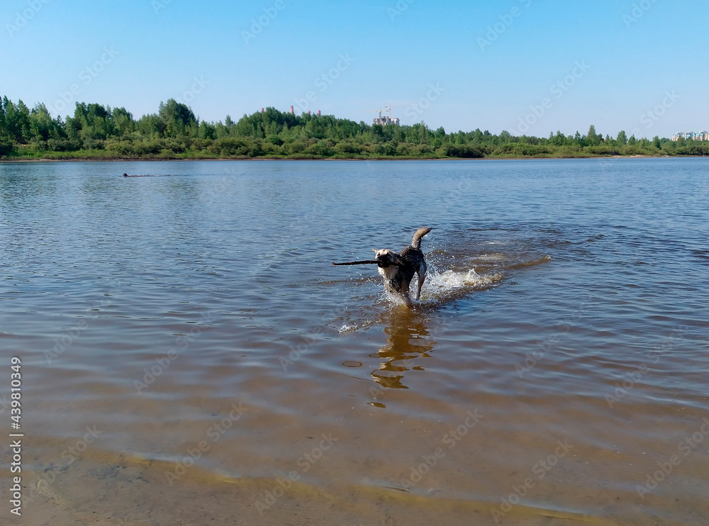 A dog with a stick in its teeth runs through the water.