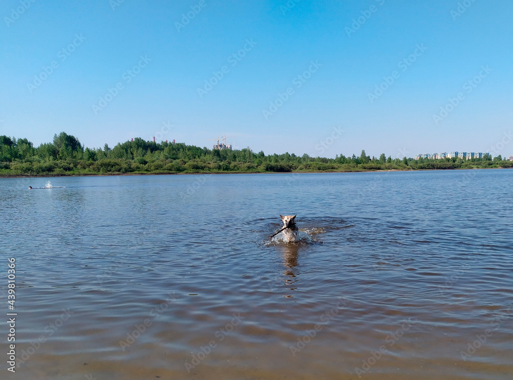 A dog with a stick in its teeth runs through the water. A dog with a stick in its teeth runs through the water.