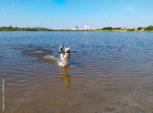 A dog with a stick in its teeth runs through the water