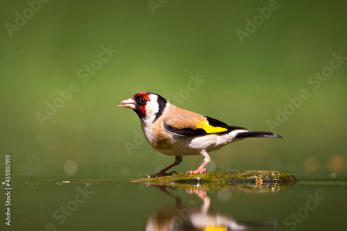 Putter, European Goldfinch, Carduelis carduelis © AGAMI