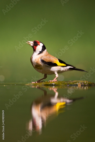 Putter, European Goldfinch, Carduelis carduelis