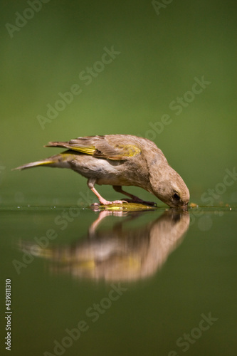 Groenling, European Greenfinch, Chloris chloris photo