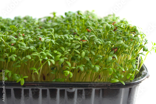Garden cress in seed sprouter photo