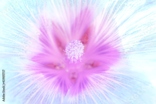 Abstract floral background  blue pink purple delicate flower with pistil and petals macro close-up in pastel colors