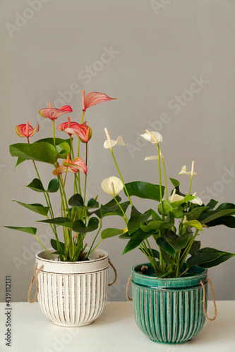Isolated red anthurium in white ceramic flower pot with white anthurium in green ceramic flowerpot on gray background