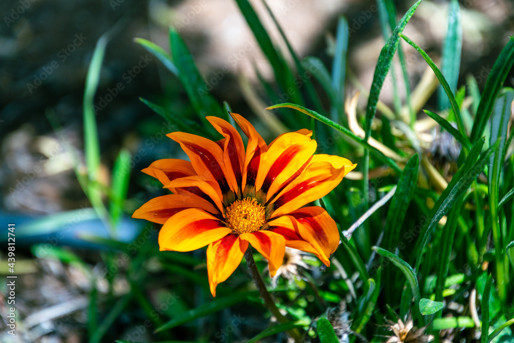 Gazania rigens pertenece a la familia Asteraceae Gazania rigens pertenece a la familia Asteraceae