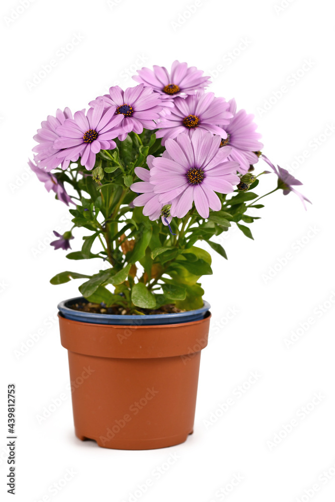 Violet Rain Daisy flowers in pot isolated on white background