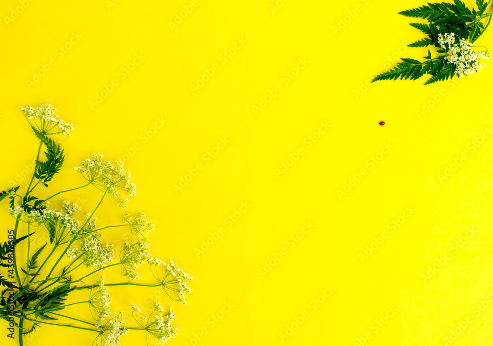 .On a yellow background, baskets of white flowers on stems with green leaves. The Ladybug beetle is crawling. .On a yellow background, baskets of white flowers on stems with green leaves. The Ladybug beetle is crawling.