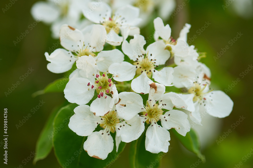 Blüten der Gewöhnlichen Traubenkirsche ( Prunus padus ) Blüten der Gewöhnlichen Traubenkirsche ( Prunus padus )