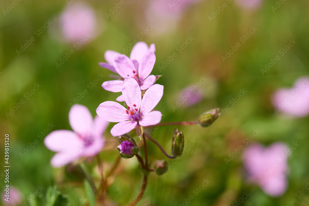 Blüte des Ruprechtskraut (Geranium robertianum) Blüte des Ruprechtskraut (Geranium robertianum)