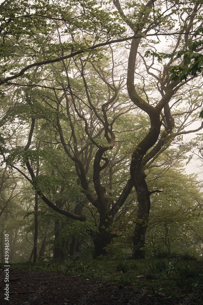 Naklejka premium Alter Baum im Wald bei Nebel