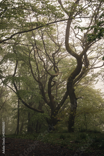 Alter Baum im Wald bei Nebel © Mathias Spiekermann