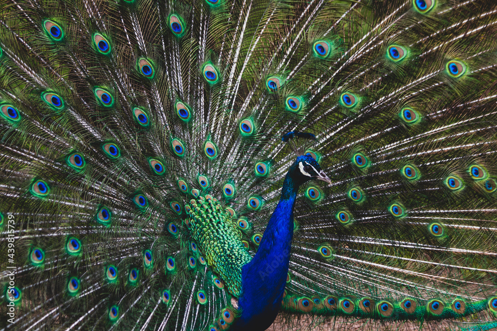 Fototapeta premium Pfau mit Federpracht