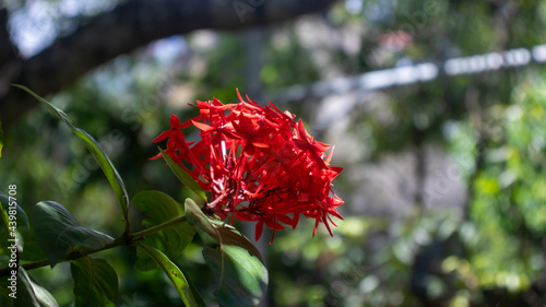 Ixora, rubiaceae is only genus in the tribe Ixoreae. West Indian Jasmine photo