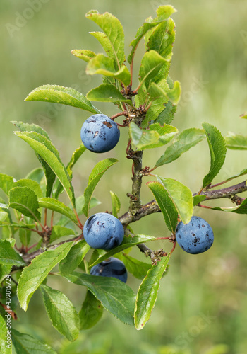 Ripe blue sloes on branch with green leaves.