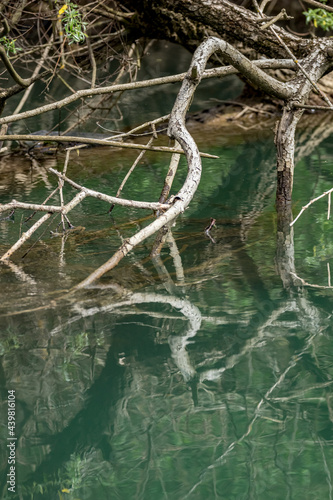 Fototapeta Naklejka Na Ścianę i Meble -  Water reflections at Zlatna Panega national natural reserve, Northern Bulgaria. Dead branches touch the surface